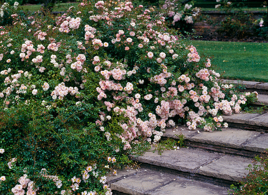 Ground cover rose