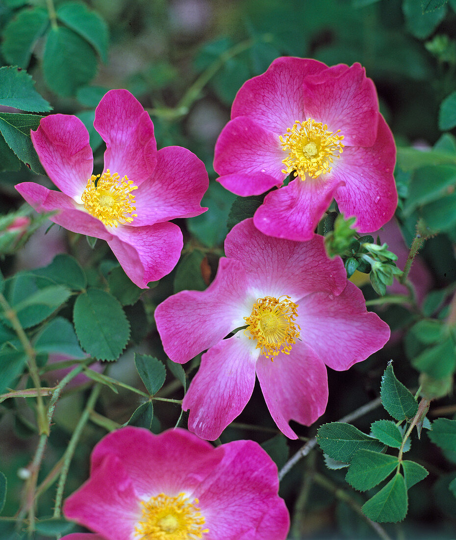 Rosa 'Complicata'