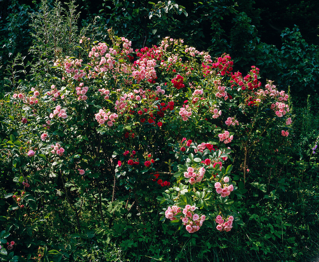 Clove-flowered shrub rose