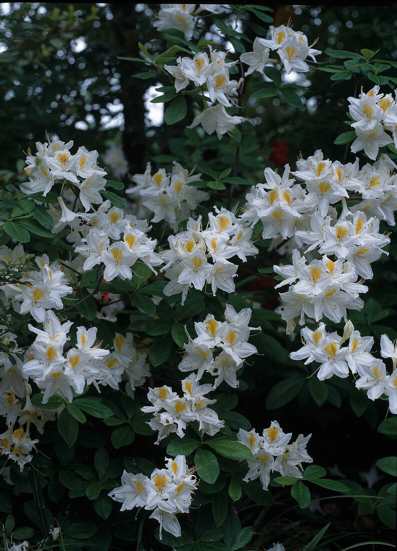 Azalea hybrid 'Persil'