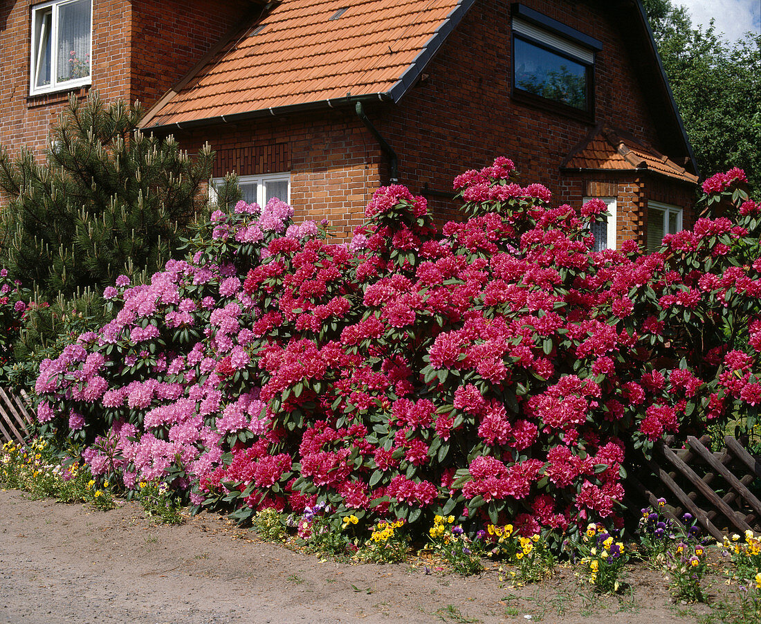 Rhododendron hedge