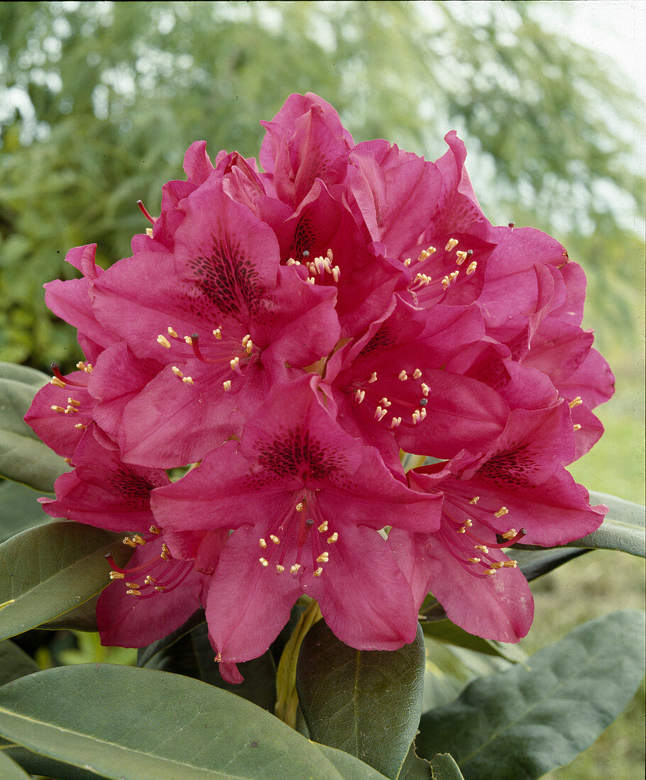 Rhododendron hybrids