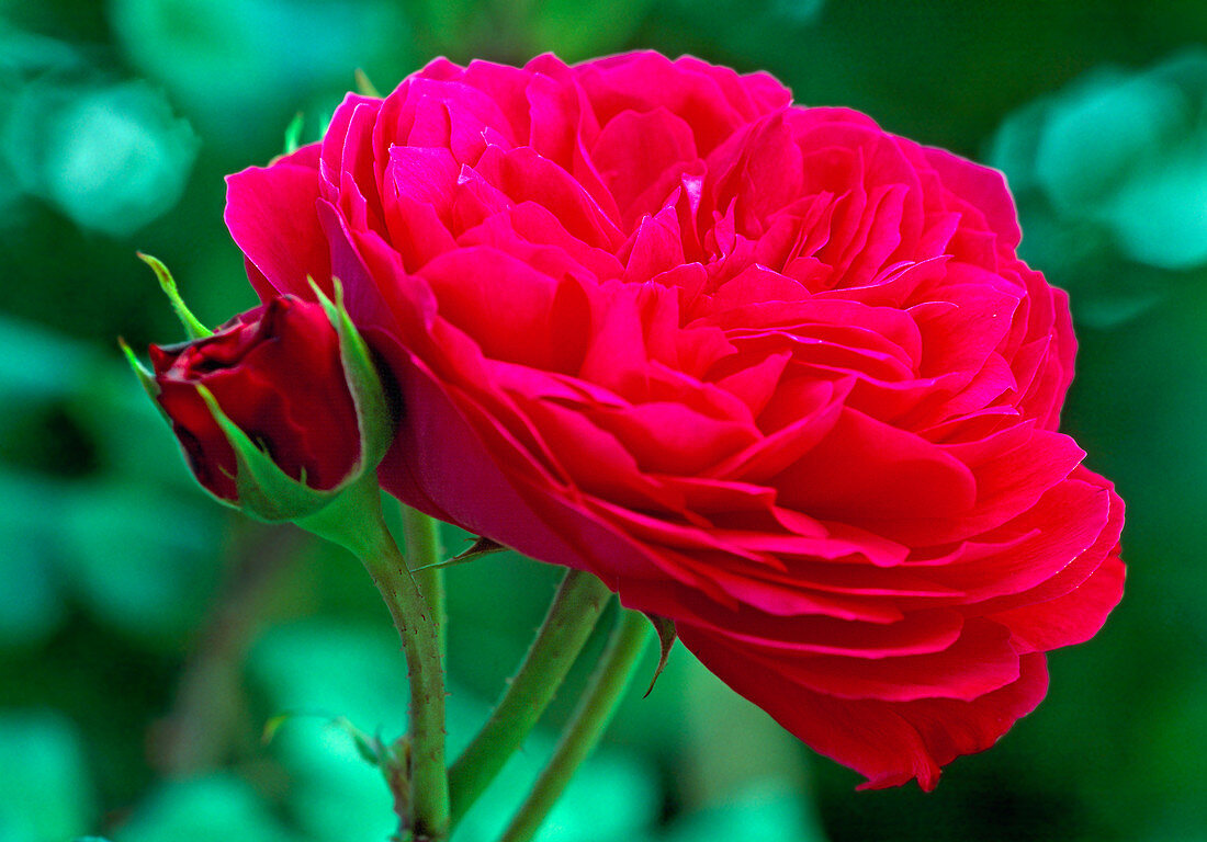 Rose 'Red Leonardo da Vinci'