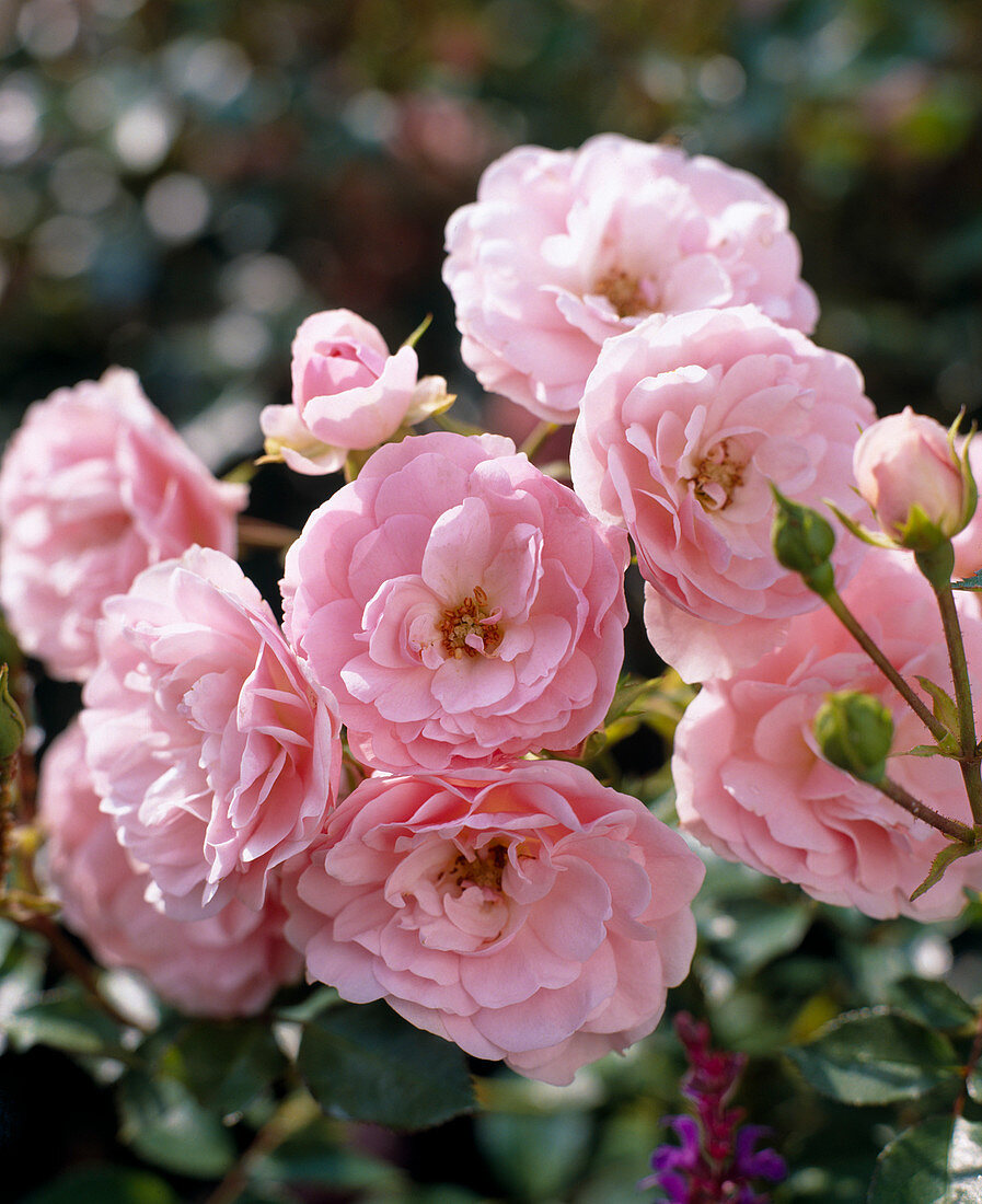 Strauchrose 'Bonica'