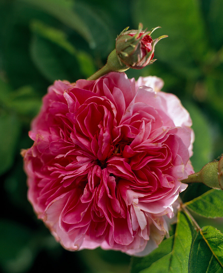 'Rose de Peintres', syn. 'Rosa centifolia major'