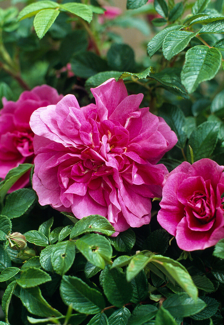Rosa rugosa 'Hansa' hybrid (potato rose)