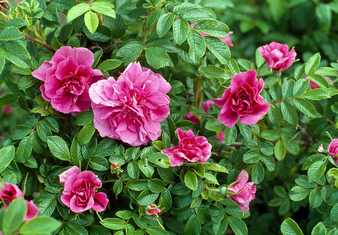 Rose rugosa hybrid
