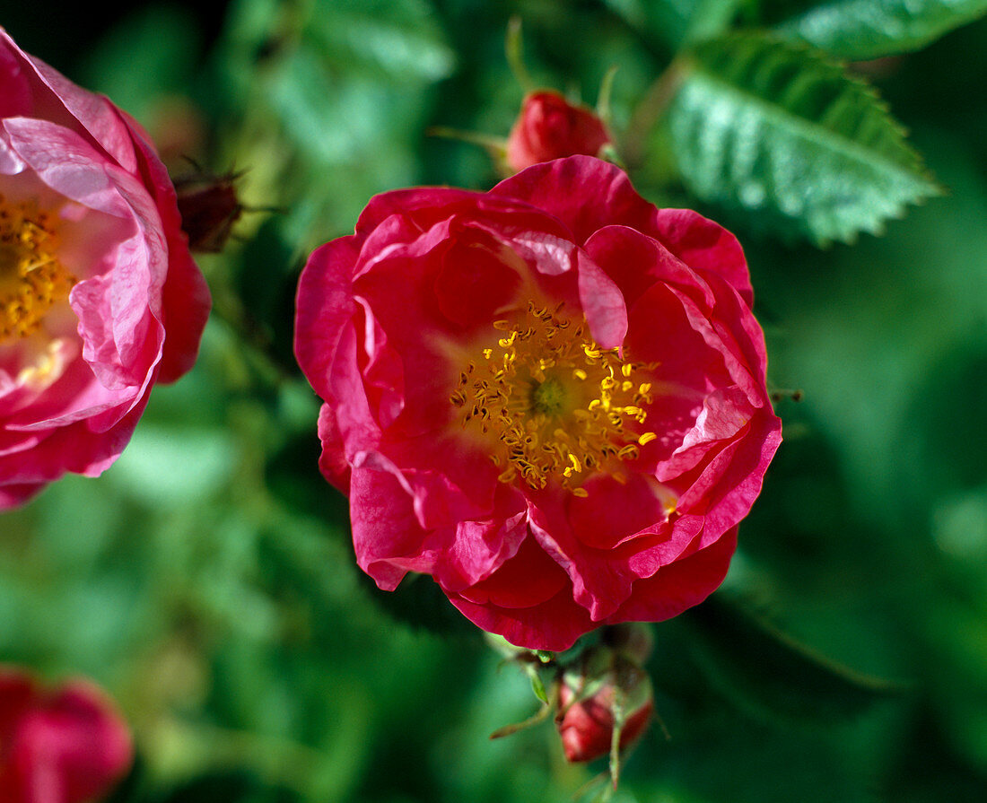 Rose rubiginosa
