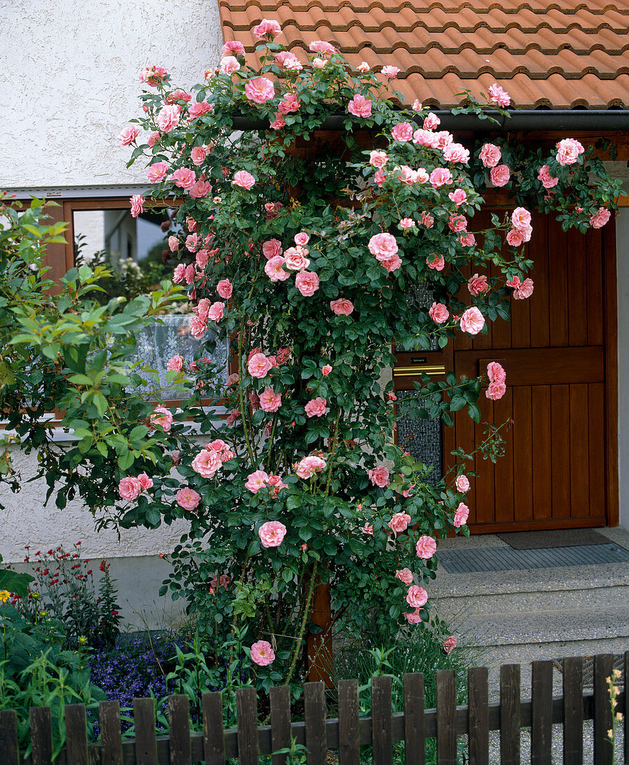 Kletterrose 'Bantry Bay'