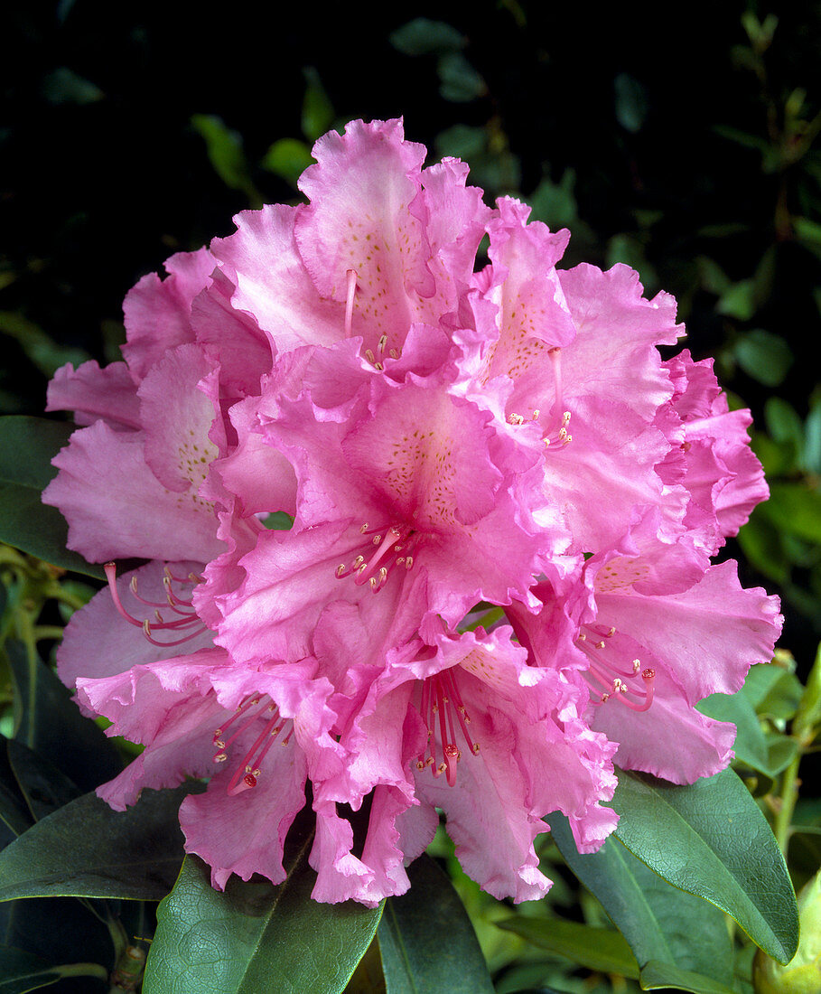 Rhododendron 'Rubenstein'
