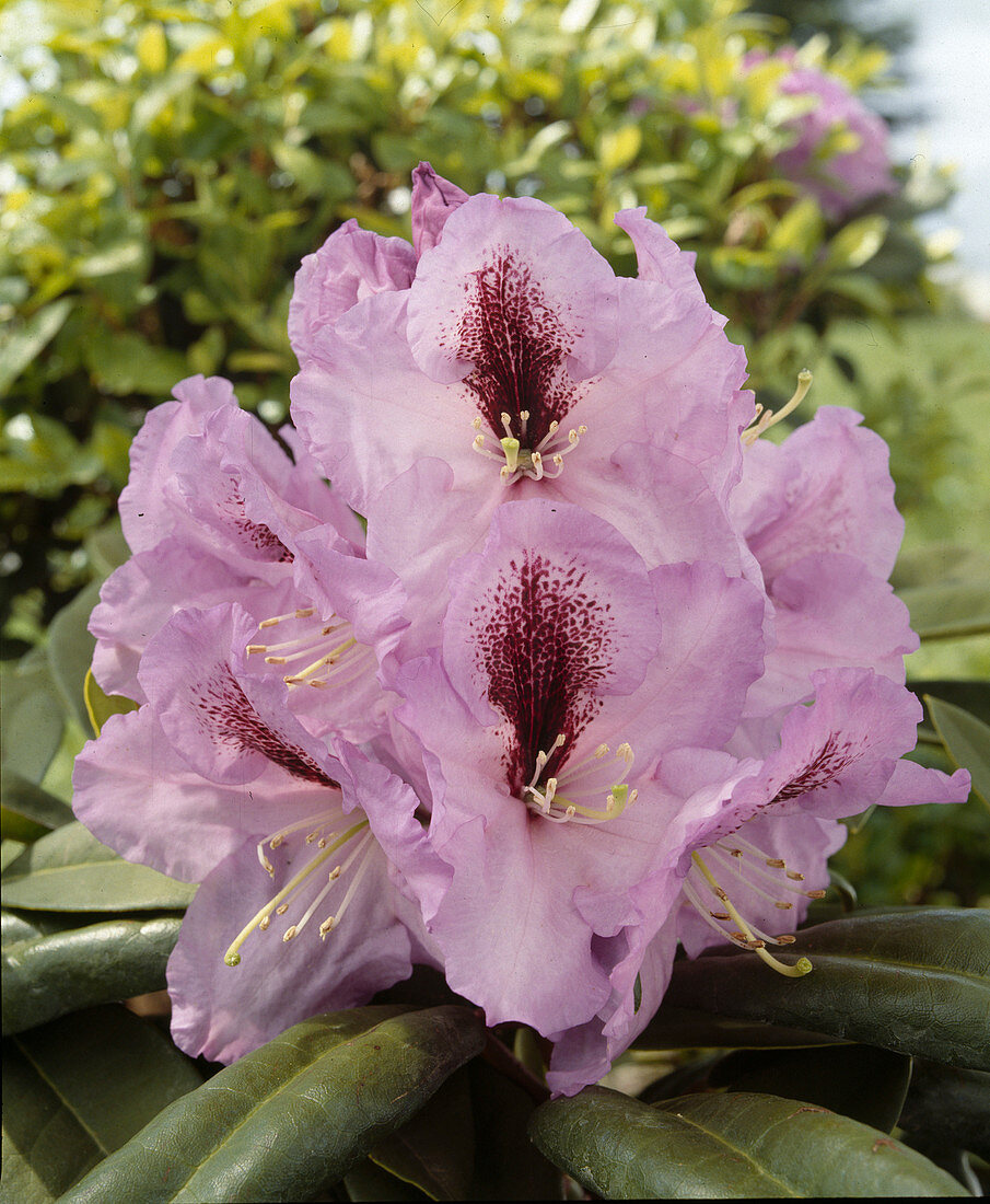 Rhododendron 'Blaue Fahne'