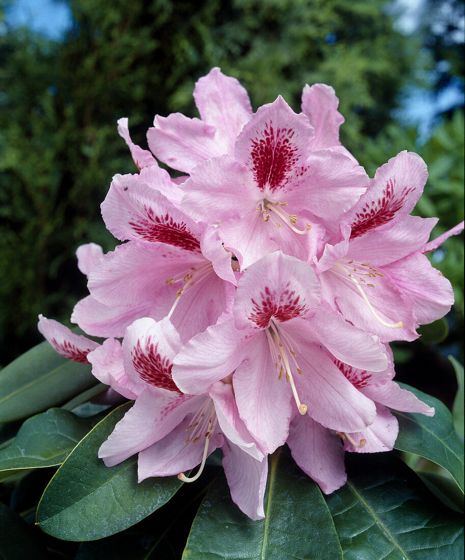 Rhododendron 'Furnival's Daughter'
