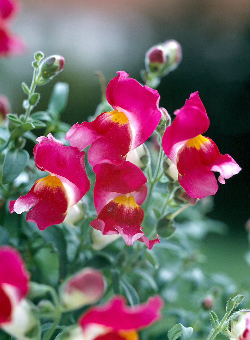 Antirrhinum majus, Pumilum