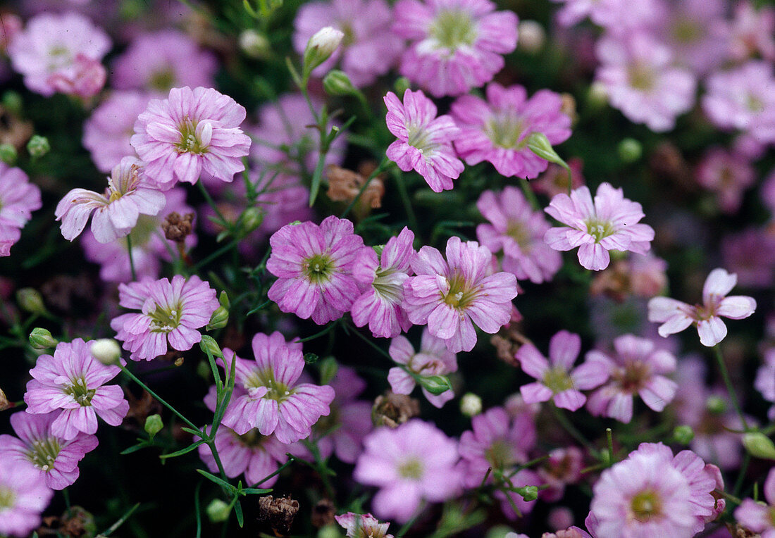 Schleierkraut Repens 'Rosea'