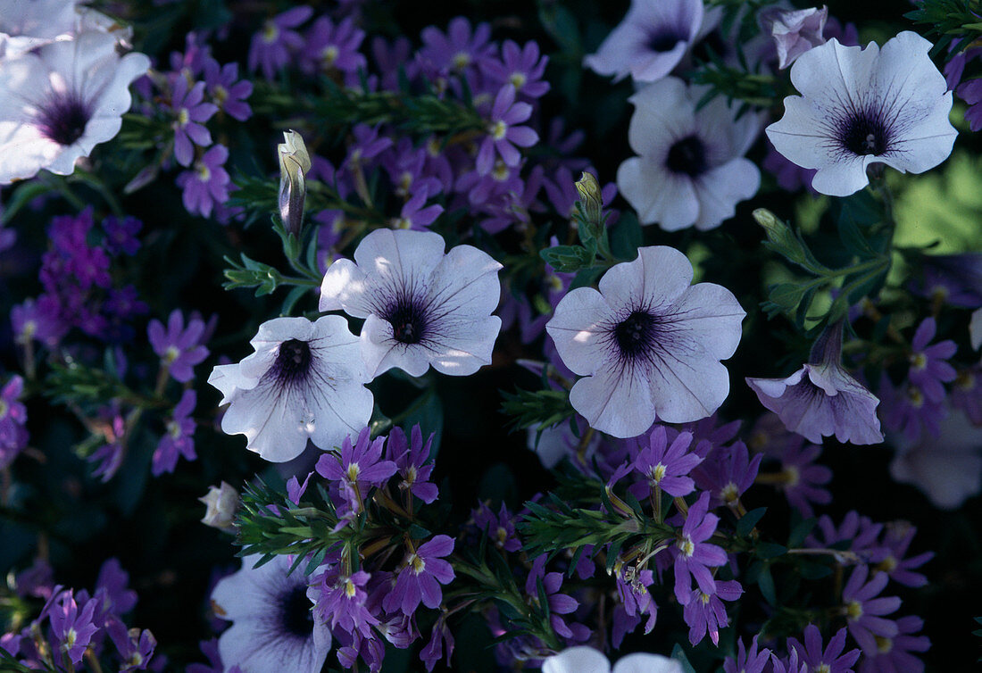 Petunia surfinia 'Rosa Ader'