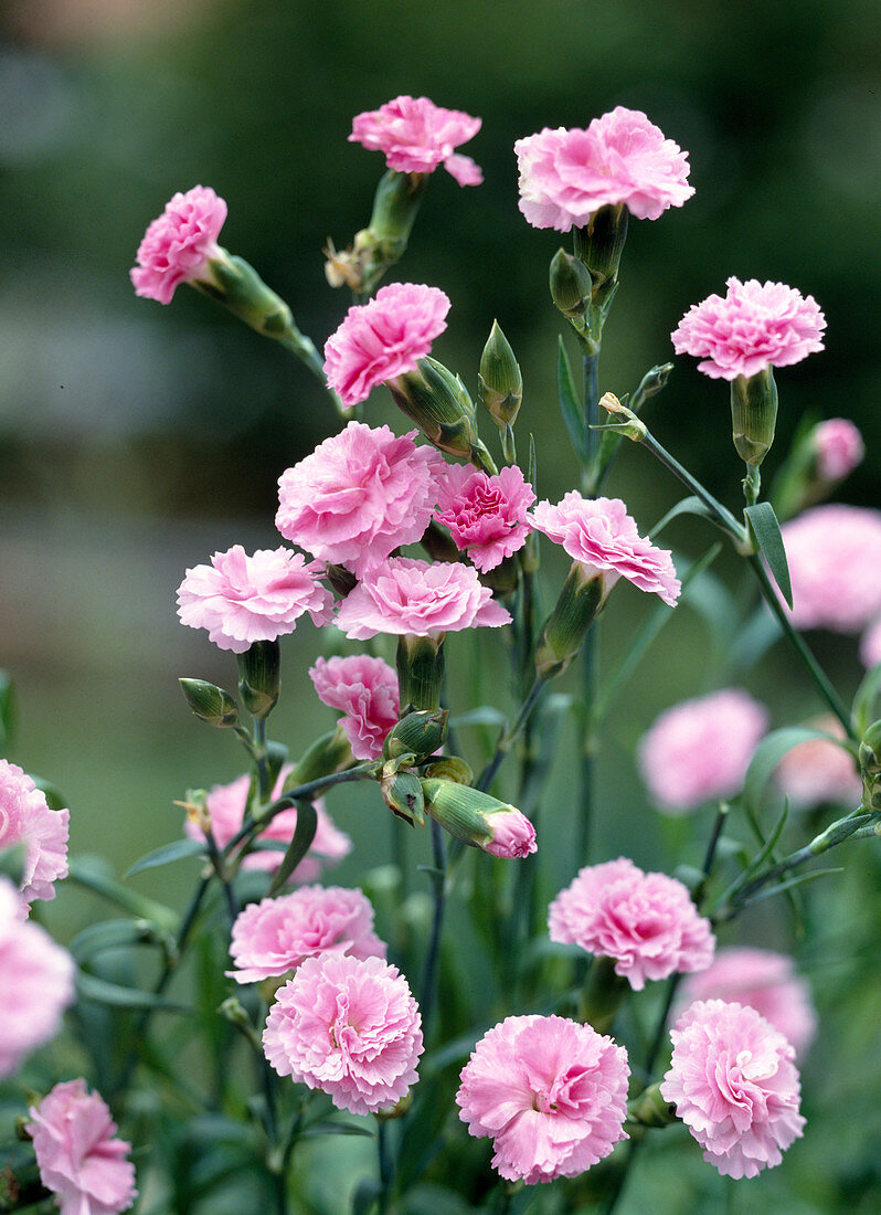 Dianthus-HYBR. 'Julia'