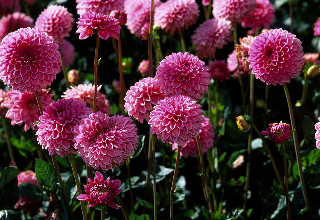 Dahlia 'Boy Scout'