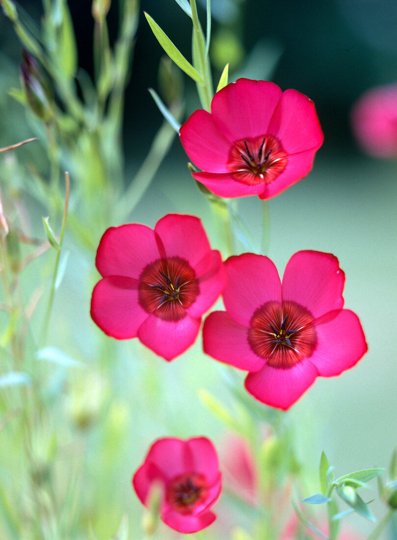 Linum grandiflorum