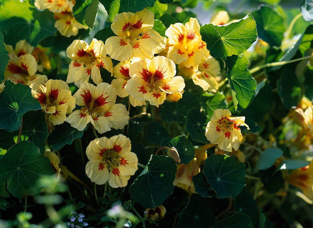 Tropaeolum majus 'Peach Melba'