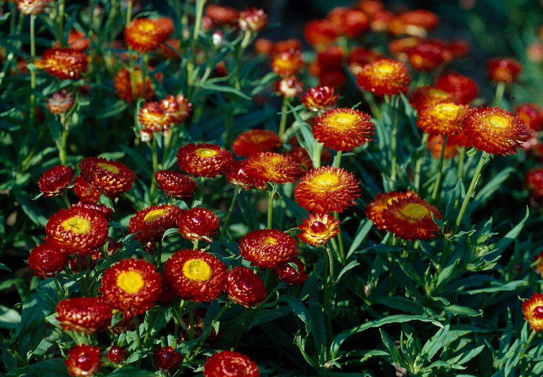 Helichrysum 'Heiße Bikinii'