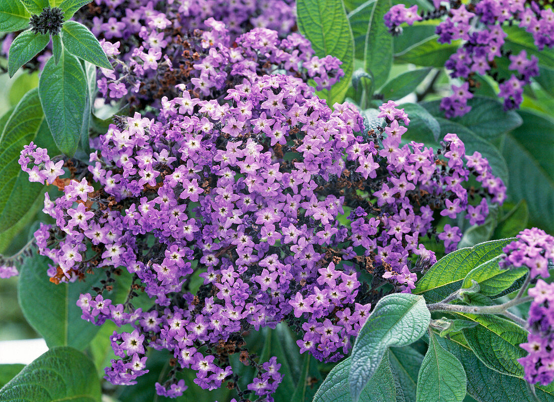 Heliotropium arborescens