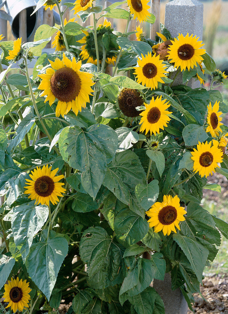 Helianthus annuus 'Holiday' (Sonnenblume)