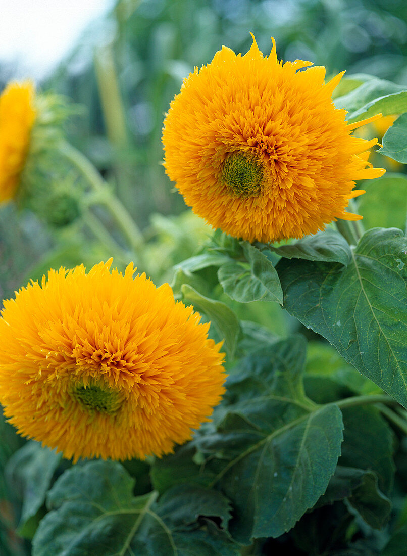Helianthus annuus 'Santa Fe' (sunflower)