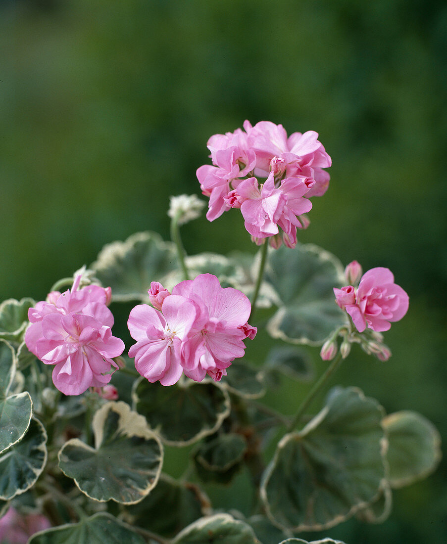 Pelargonium hybrids