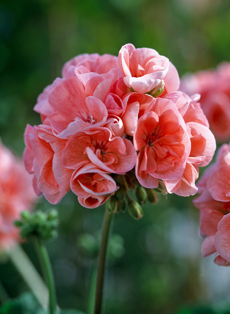 Pelargonium Zonal hybrids