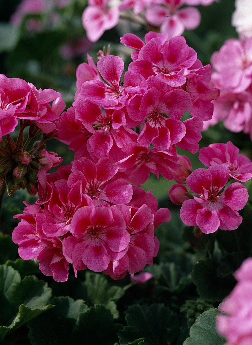 Pelargonium Zonal-Hybriden