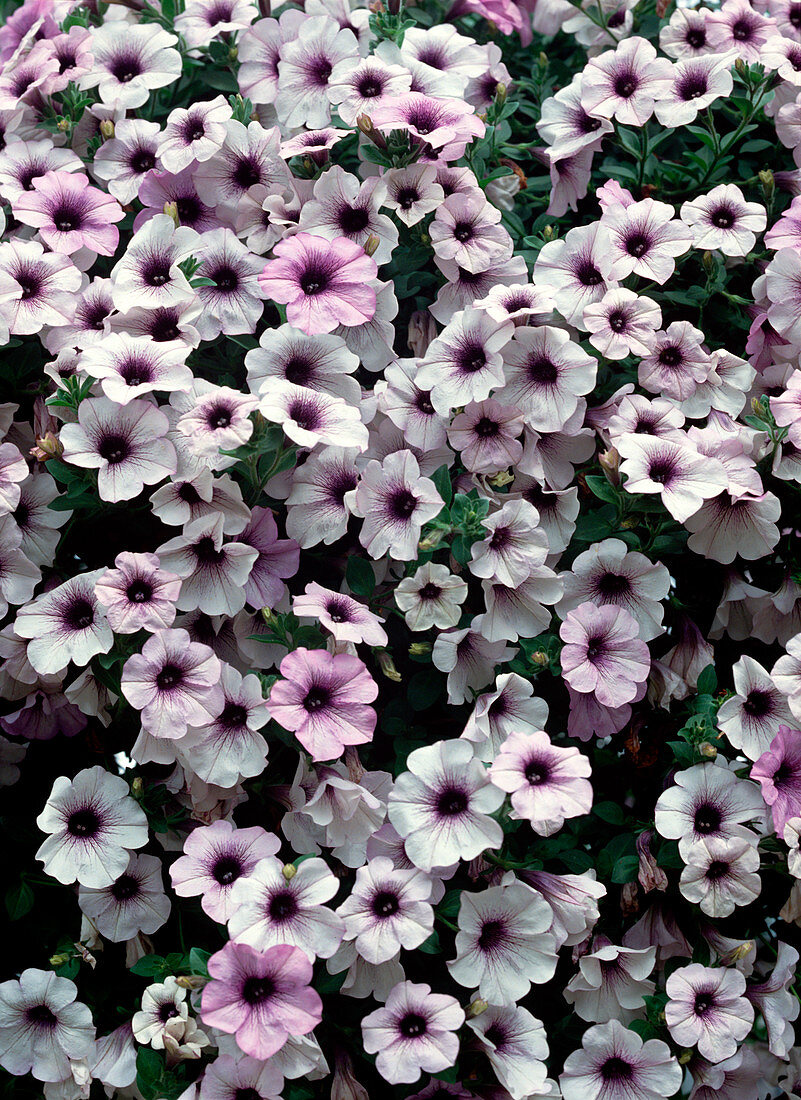 Surfinia Petunia 'Blaue Rebe'