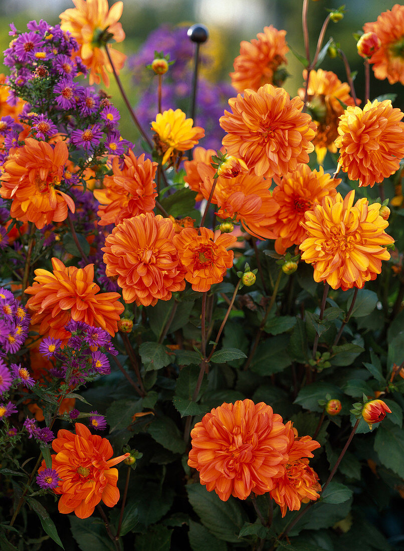 Dahlia / orange Schmuckdahlie