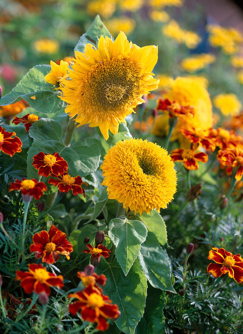 Helianthus annuus 'Teddybär' (sunflower)