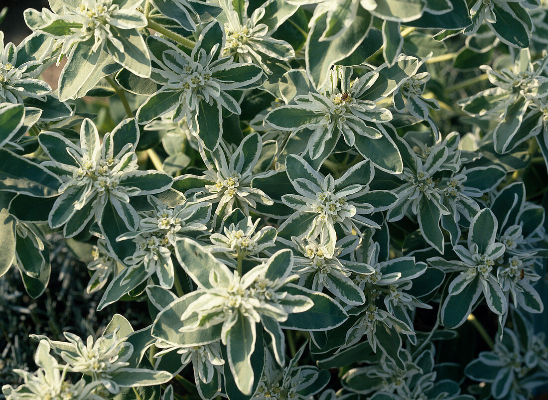 Euphorbia 'Bergkristall'