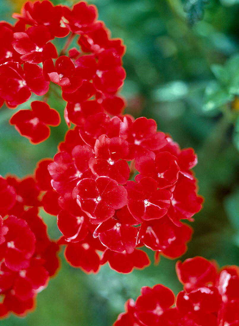 Verbena-Hybride COMPACTA