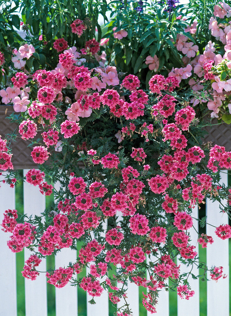 Verbena 'Kleopatra'