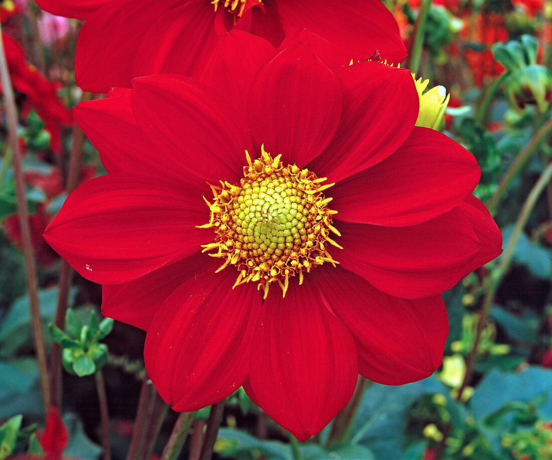 Dahlia 'Pinwheel'