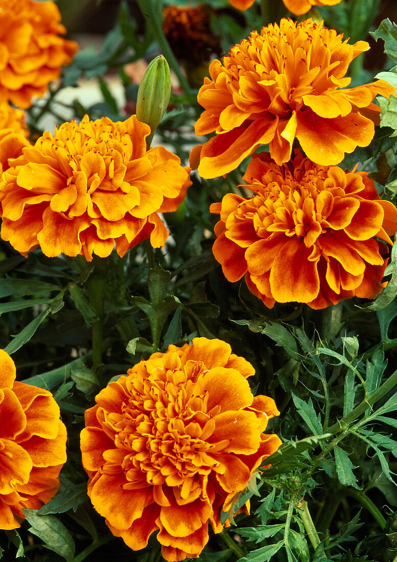 Tagetes patula