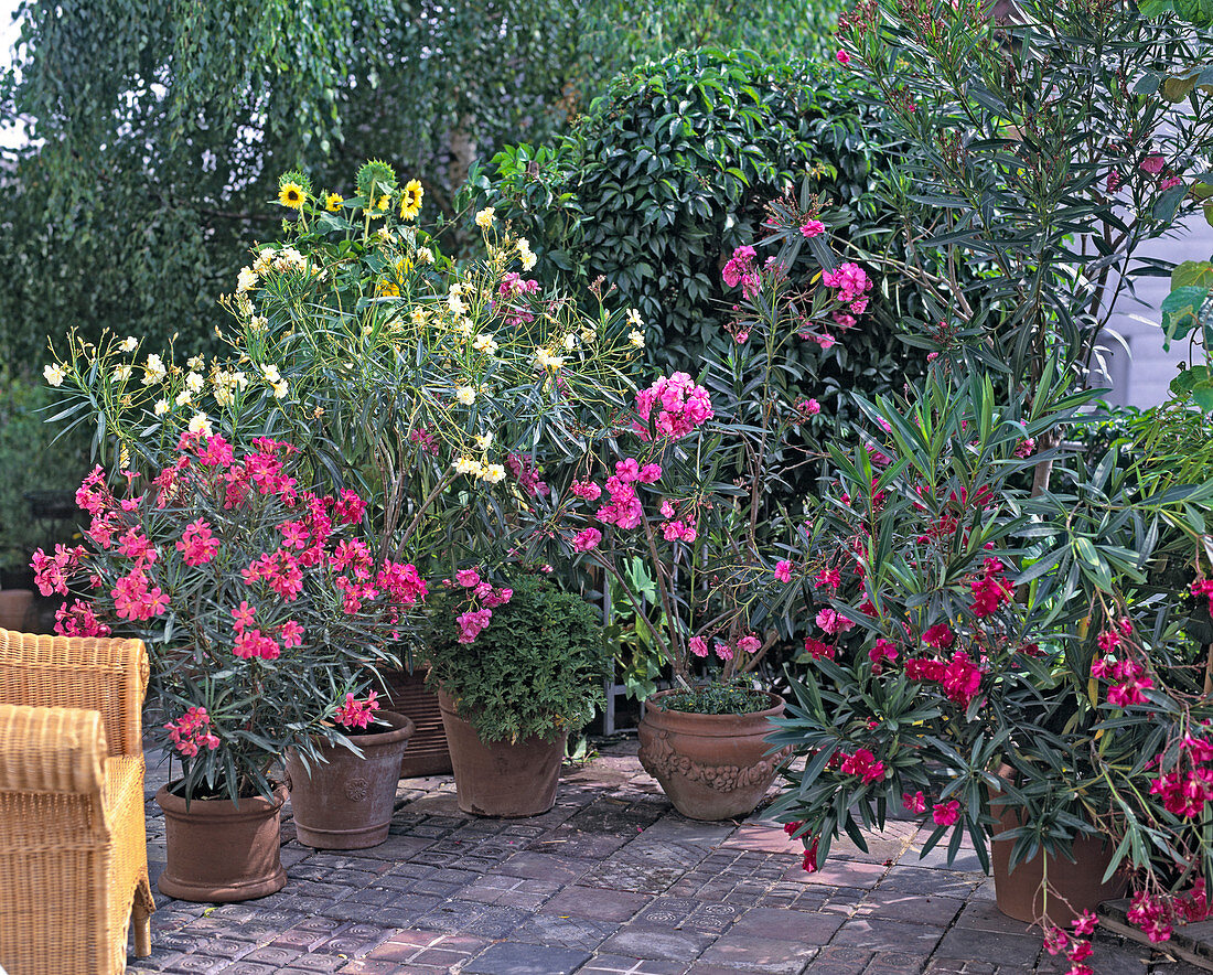 Terrasse mit diversen Oleander, DUFTPELARGONIE