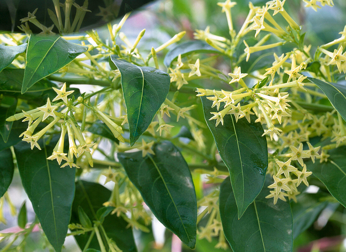 Cestrum nocturnum (Duftender Hammerstrauch)