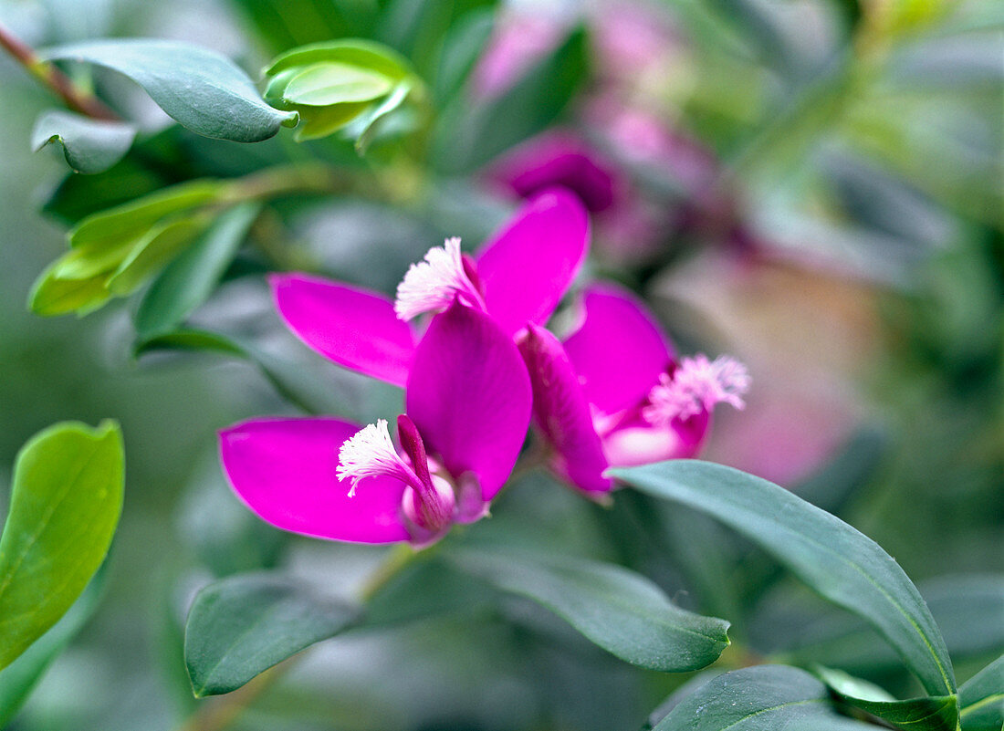 Polygala X dalmaisiana (finial)