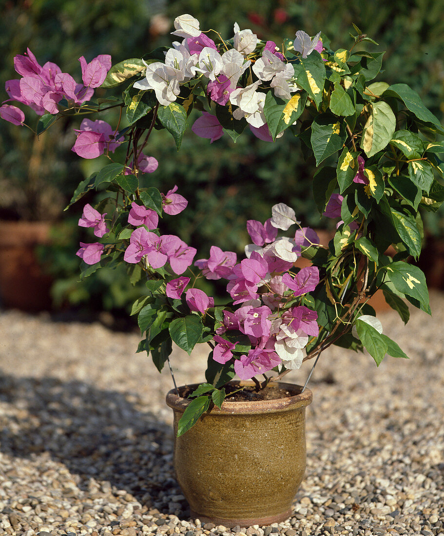 Bougainvillea-Hybriden