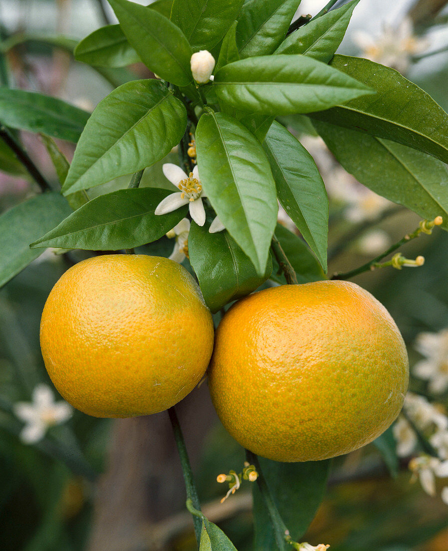 Citrus sinensis (Orange)