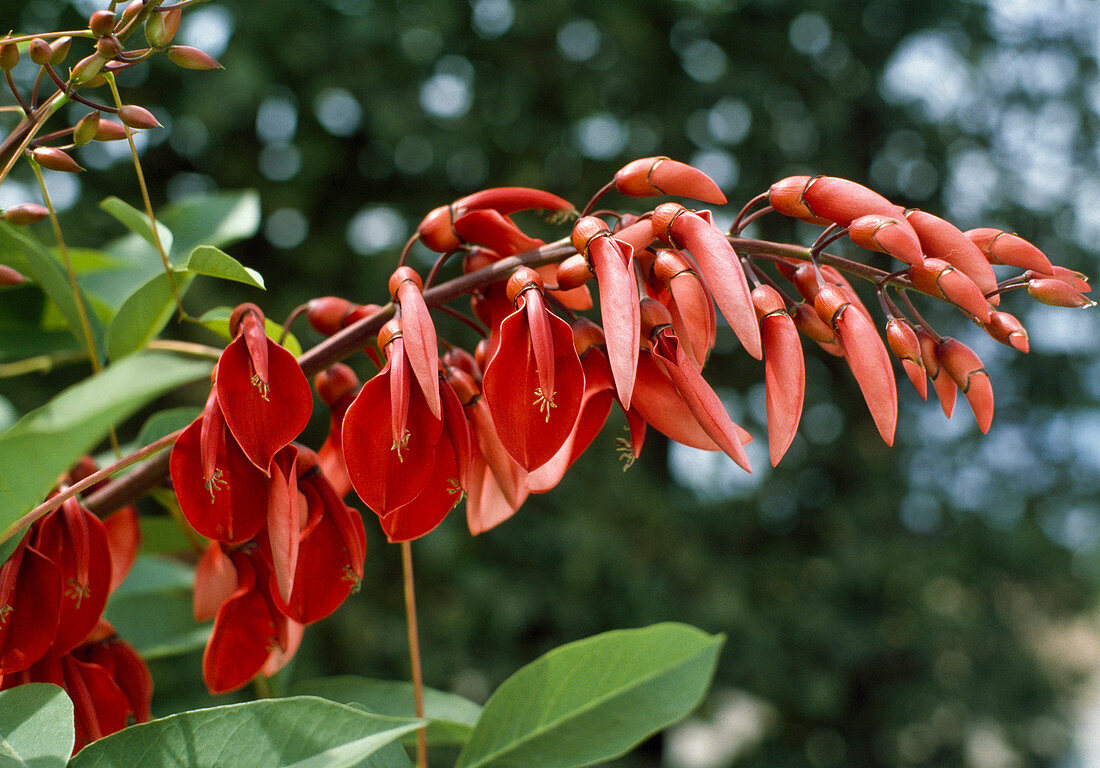 Erythrina Crista-Galli