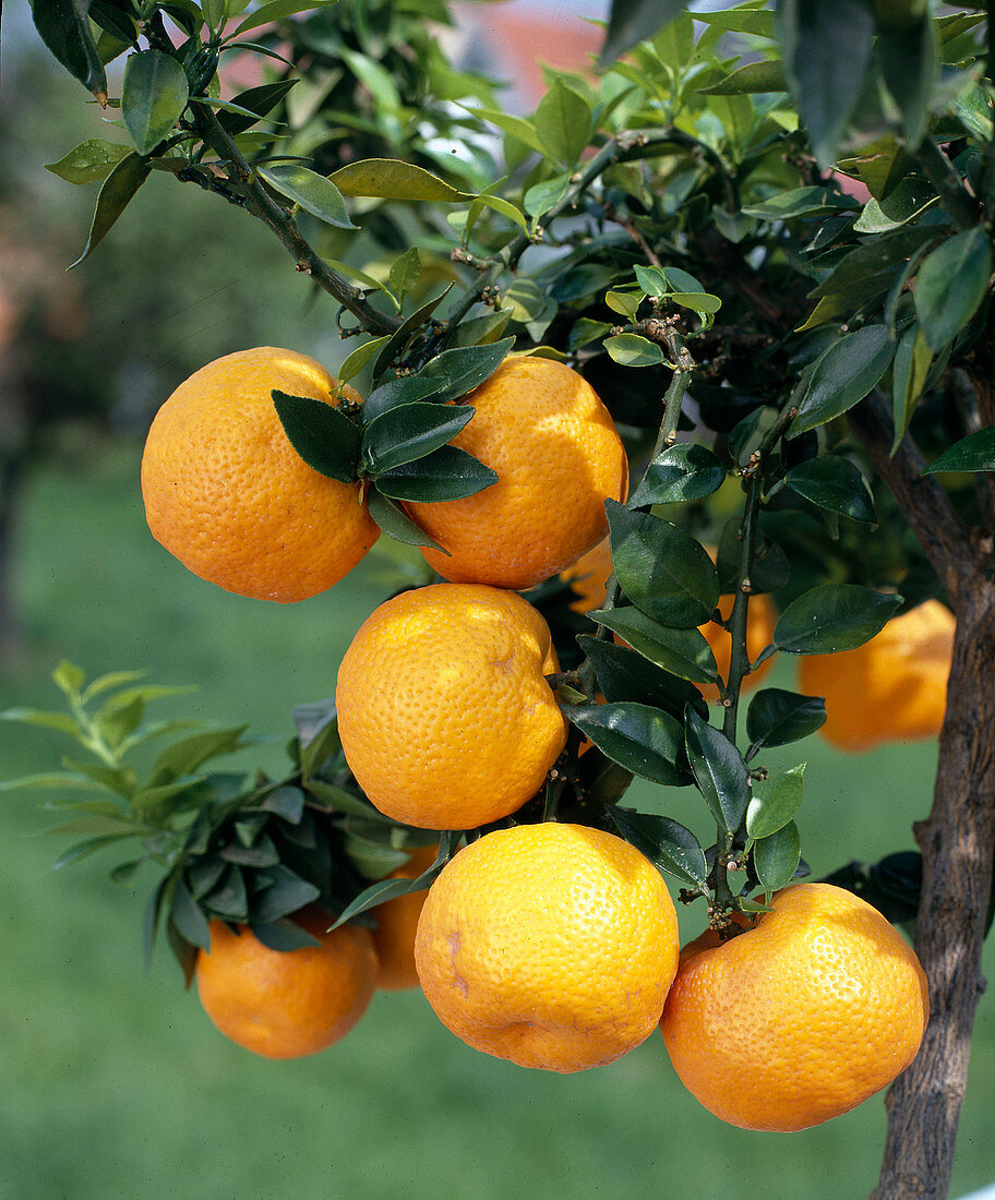 Citrus aurantium var. Myrtifolia (myrtle-leaved sour orange)