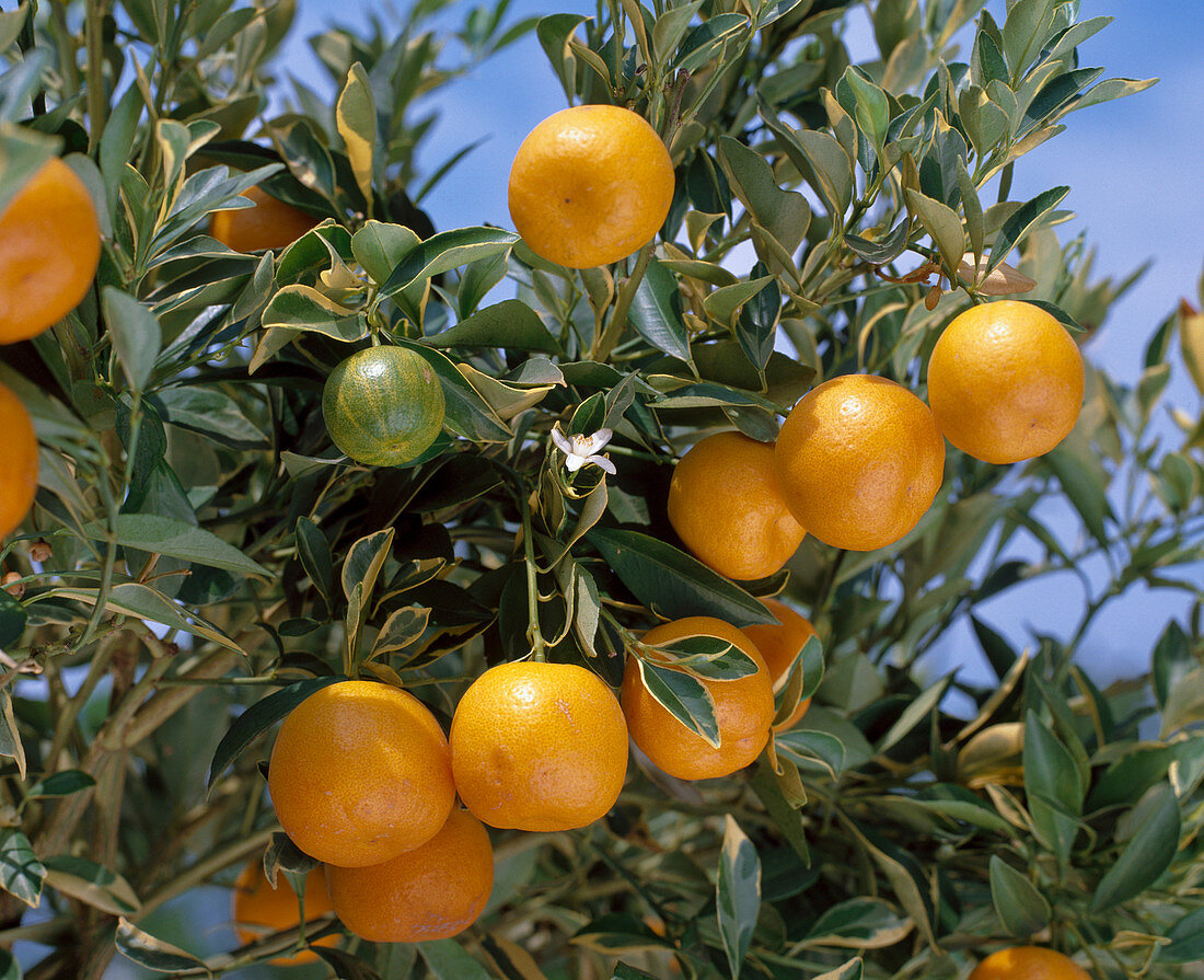 Citrus X mitis var. variegata