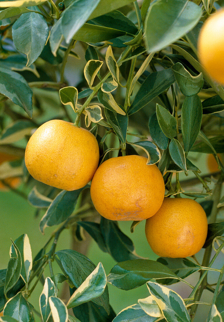 Citrus X mitis variegata