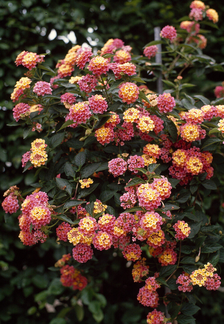 Lantana camara-Hybride