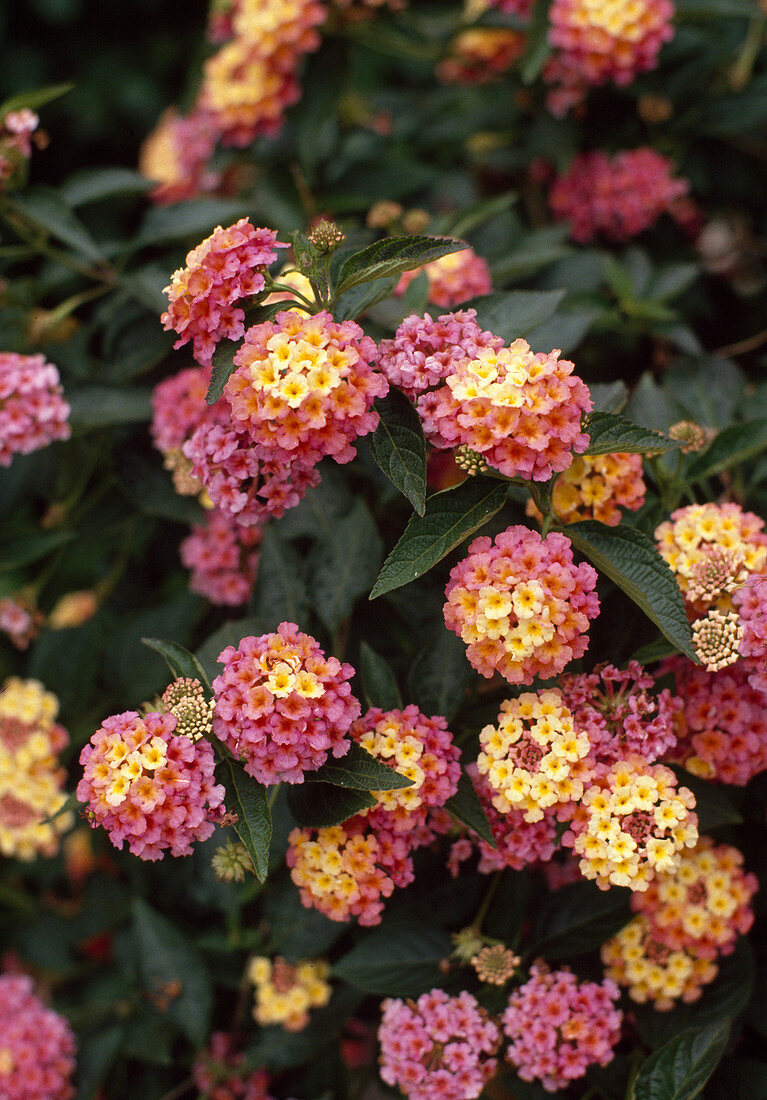 Lantana Camara-Hybride (Lantana)