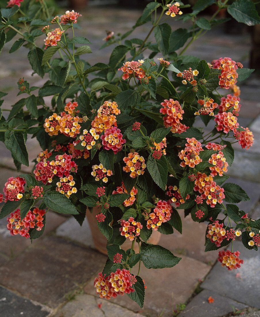 Lantana camara-Hybride